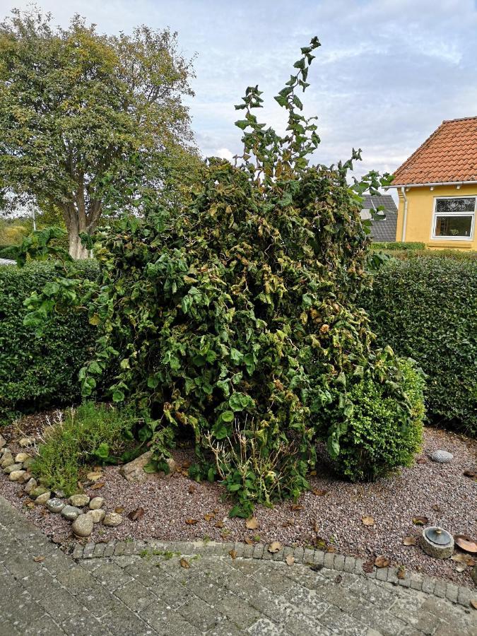 Safine B&B Fåborg Zewnętrze zdjęcie